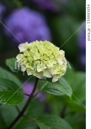 アジサイ Hydrangea (雨天時に撮影 rainy day) アジサイ Hydrangea (雨天時に撮影 rainy day) 139993854