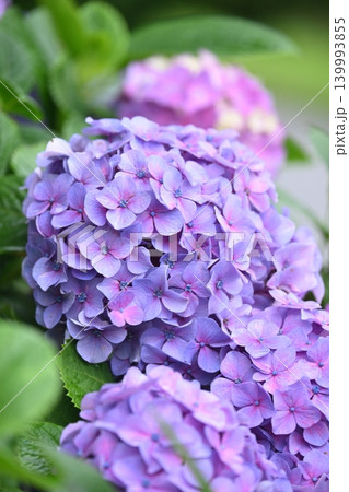 アジサイ Hydrangea (雨天時に撮影 rainy day) アジサイ Hydrangea (雨天時に撮影 rainy day) 139993855