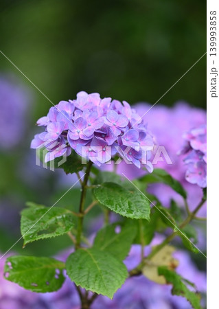 アジサイ Hydrangea (雨天時に撮影 rainy day) アジサイ Hydrangea (雨天時に撮影 rainy day) 139993858