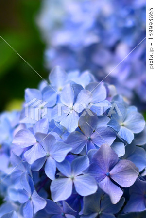 アジサイ Hydrangea (雨天時に撮影 rainy day) アジサイ Hydrangea (雨天時に撮影 rainy day) 139993865