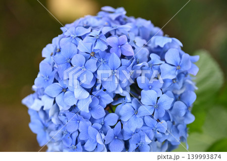 アジサイ Hydrangea (雨天時に撮影 rainy day) アジサイ Hydrangea (雨天時に撮影 rainy day) 139993874