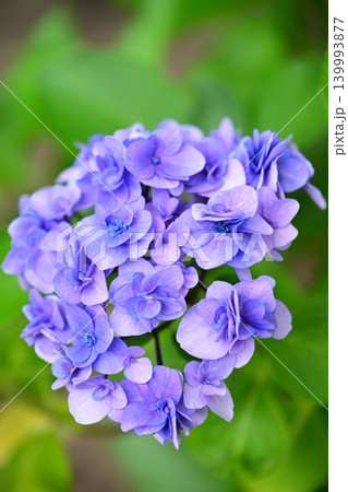 アジサイ Hydrangea (雨天時に撮影 rainy day) 139993877