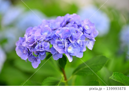 アジサイ Hydrangea (雨天時に撮影 rainy day) 139993878