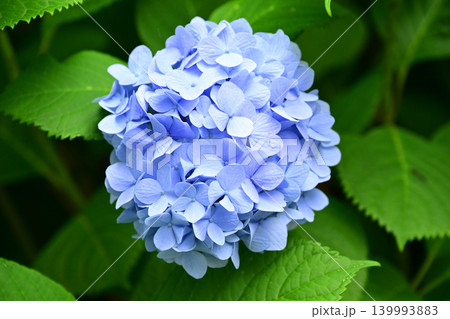 アジサイ Hydrangea (雨天時に撮影 rainy day) アジサイ Hydrangea (雨天時に撮影 rainy day) 139993883