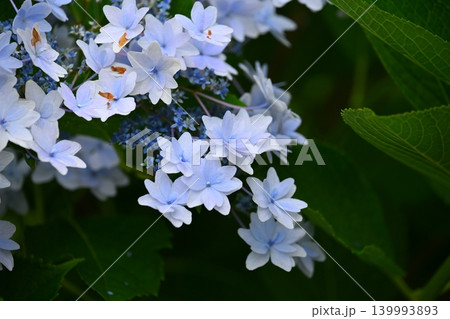 アジサイ Hydrangea (雨天時に撮影 rainy day) 139993893