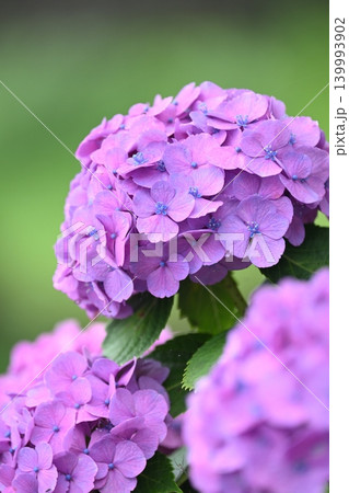 アジサイ Hydrangea (雨天時に撮影 rainy day) アジサイ Hydrangea (雨天時に撮影 rainy day) 139993902
