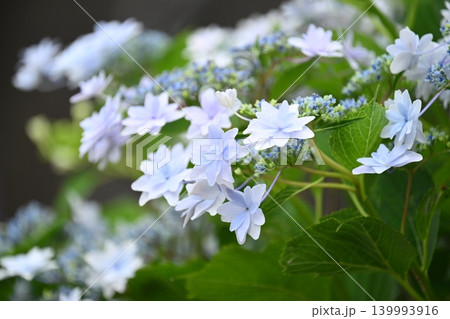 アジサイ Hydrangea (雨天時に撮影 rainy day) アジサイ Hydrangea (雨天時に撮影 rainy day) 139993916