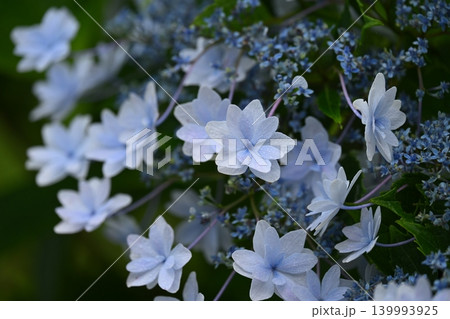 アジサイ Hydrangea (雨天時に撮影 rainy day) アジサイ Hydrangea (雨天時に撮影 rainy day) 139993925