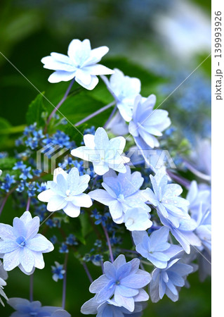 アジサイ Hydrangea (雨天時に撮影 rainy day) アジサイ Hydrangea (雨天時に撮影 rainy day) 139993926