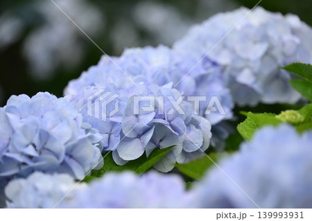 アジサイ Hydrangea (雨天時に撮影 rainy day) アジサイ Hydrangea (雨天時に撮影 rainy day) 139993931