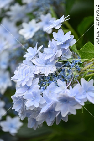 アジサイ Hydrangea (雨天時に撮影 rainy day) アジサイ Hydrangea (雨天時に撮影 rainy day) 139993932