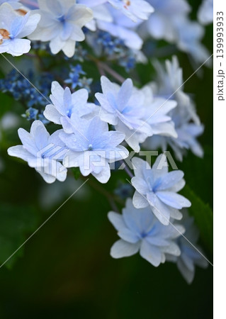 アジサイ Hydrangea (雨天時に撮影 rainy day) アジサイ Hydrangea (雨天時に撮影 rainy day) 139993933