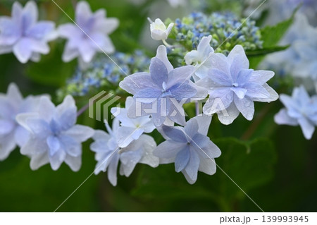 アジサイ Hydrangea (雨天時に撮影 rainy day) アジサイ Hydrangea (雨天時に撮影 rainy day) 139993945