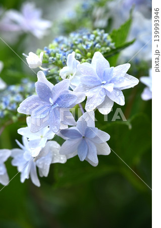 アジサイ Hydrangea (雨天時に撮影 rainy day) アジサイ Hydrangea (雨天時に撮影 rainy day) 139993946