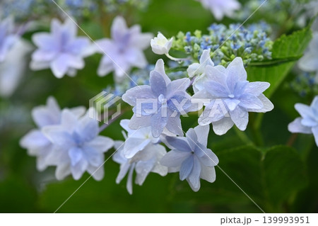 アジサイ Hydrangea (雨天時に撮影 rainy day) 139993951