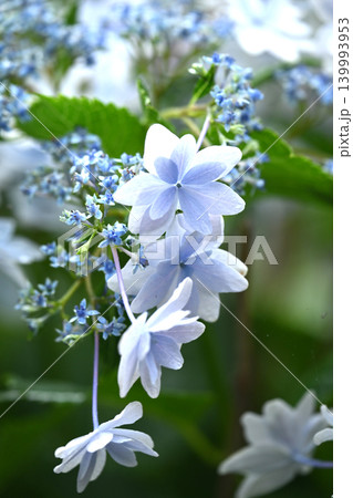 アジサイ Hydrangea (雨天時に撮影 rainy day) アジサイ Hydrangea (雨天時に撮影 rainy day) 139993953