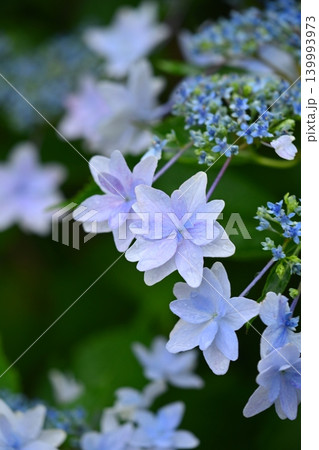 アジサイ Hydrangea (雨天時に撮影 rainy day) アジサイ Hydrangea (雨天時に撮影 rainy day) 139993973