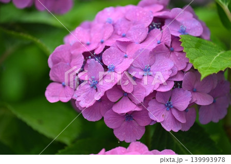 アジサイ Hydrangea (雨天時に撮影 rainy day) 139993978