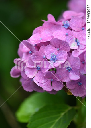 アジサイ Hydrangea (雨天時に撮影 rainy day) 139993979