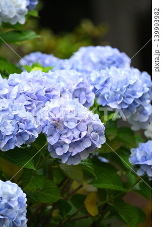 アジサイ Hydrangea (雨天時に撮影 rainy day) アジサイ Hydrangea (雨天時に撮影 rainy day) 139993982