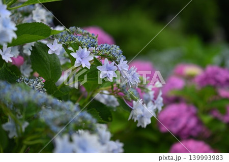 アジサイ Hydrangea (雨天時に撮影 rainy day) 139993983