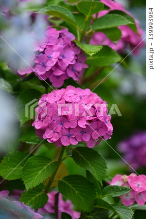アジサイ Hydrangea (雨天時に撮影 rainy day) 139993984