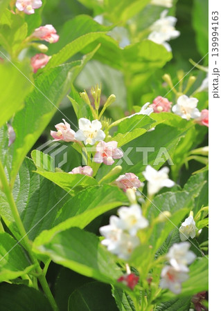 色が変化する箱根空木(ハコネウツギ)の花 色が変化する箱根空木(ハコネウツギ)の花 139994163