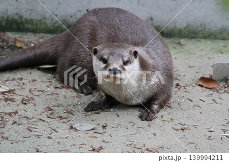 こちらを見るかわいいコツメカワウソ こちらを見るかわいいコツメカワウソ 139994211