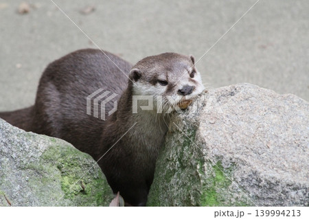 岩にあごを乗せるコツメカワウソ 岩にあごを乗せるコツメカワウソ 139994213