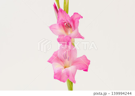 グラジオラスのピンク色の花を室内撮影04 グラジオラスのピンク色の花を室内撮影04 139994244