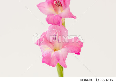 グラジオラスのピンク色の花を室内撮影05 グラジオラスのピンク色の花を室内撮影05 139994245