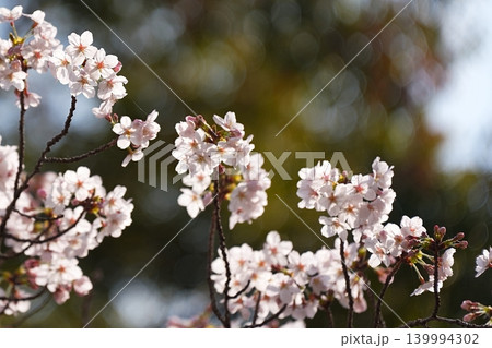 春色の玉ボケと咲き始めの桜 139994302