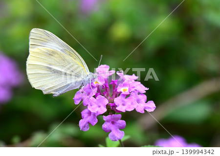 モンシロチョウ(Small Cabbage White) モンシロチョウ(Small Cabbage White) 139994342