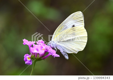 モンシロチョウ(Small Cabbage White) モンシロチョウ(Small Cabbage White) 139994343