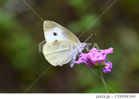 モンシロチョウ(Small Cabbage White) 139994344