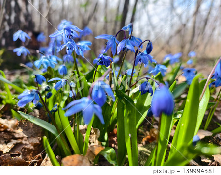 Siberian squill carpeting the forest floor with vivid blue blooms and fresh green leaves amid dried foliage, signaling early spring and new life in the woodland understorey. Siberian squill carpeting the forest floor with vivid blue blooms and fresh green leaves amid dried foliage, signaling early spring and new life in the woodland understorey. 139994381