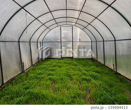 Inside a modern polycarbonate greenhouse, young green sprouts are emerging from the soil, indicating new growth and sustainable organic farming practices. Inside a modern polycarbonate greenhouse, young green sprouts are emerging from the soil, indicating new growth and sustainable organic farming practices. 139994413