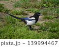 韓国の国鳥カチガラス（カササギ） 139994467