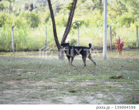 Dog outdoor garden grass tree pet animal standing alert in rural yard with sunlight and calm mood Dog outdoor garden grass tree pet animal standing alert in rural yard with sunlight and calm mood 139994599