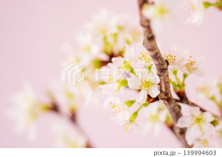 淡い桃色の桜の花をピンク背景でクローズアップ室内撮影02 淡い桃色の桜の花をピンク背景でクローズアップ室内撮影02 139994603