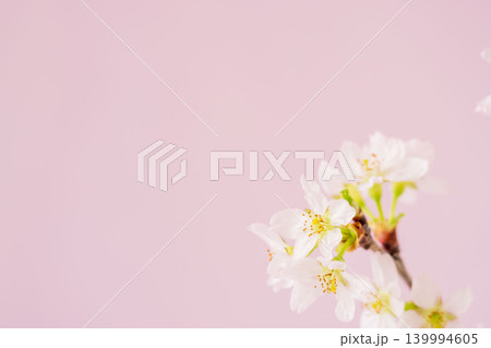 淡い桃色の桜の花をピンク背景でクローズアップ室内撮影04 淡い桃色の桜の花をピンク背景でクローズアップ室内撮影04 139994605