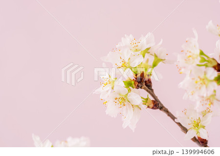 淡い桃色の桜の花をピンク背景でクローズアップ室内撮影05 淡い桃色の桜の花をピンク背景でクローズアップ室内撮影05 139994606