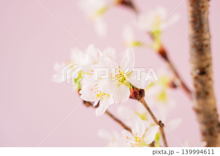淡い桃色の桜の花をピンク背景でクローズアップ室内撮影10 139994611