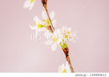 淡い桃色の桜の花をピンク背景でクローズアップ室内撮影11 淡い桃色の桜の花をピンク背景でクローズアップ室内撮影11 139994612