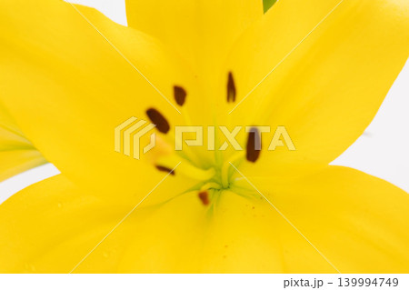 黄色い百合の花を白背景で室内撮影16 139994749