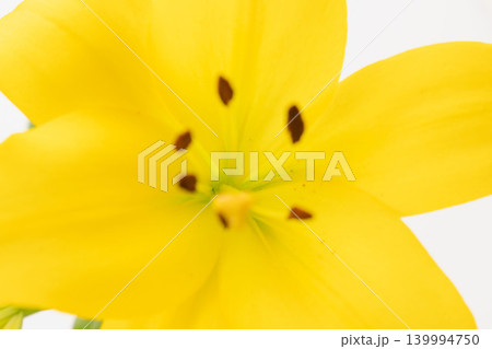 黄色い百合の花を白背景で室内撮影17 139994750