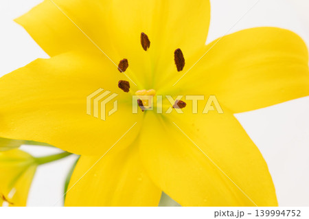 黄色い百合の花を白背景で室内撮影18 139994752