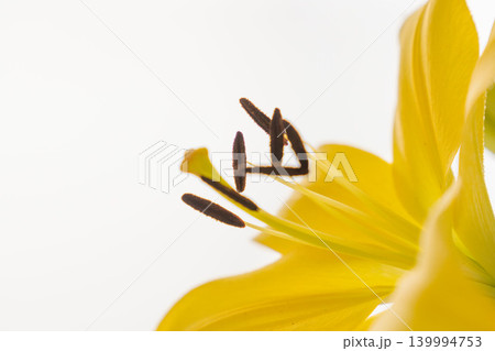 黄色い百合の花を白背景で室内撮影19 黄色い百合の花を白背景で室内撮影19 139994753