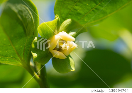 柿の花 柿の花 139994764
