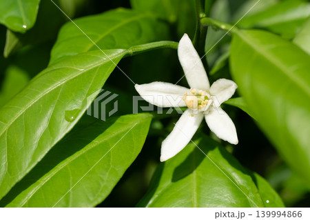 みかんの花 みかんの花 139994866